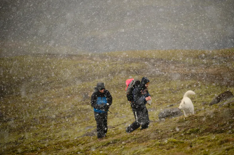 Two hikers in hooded jackets and a white dog crossing open Highland ground during a snow shower