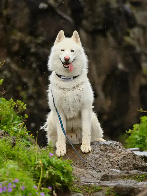 Fenris the White Wolf, King of Chaos, Trailblazer, Sheep Chaser, Center of Attention at Norse Adventures