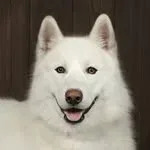 Instagram icon for Fenris the White Wolf, follow him on social media